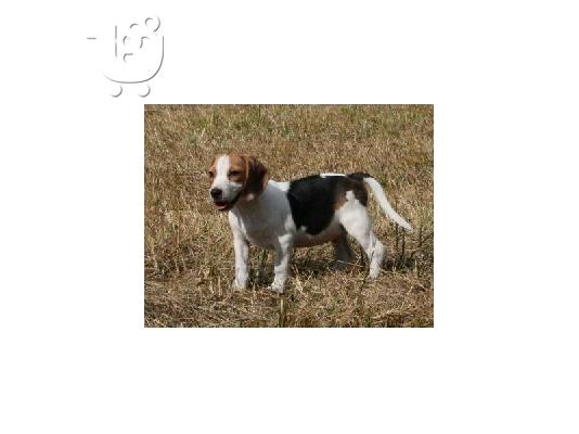Χαριτωμένο κουτάβι Beagle για υιοθεσία